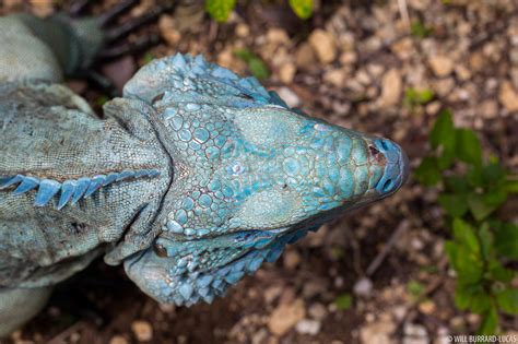 Parietal Eye | Will Burrard-Lucas