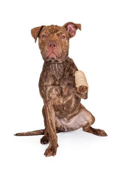 Dog Injured Stock Photos Royalty Free Dog Injured Images Depositphotos®