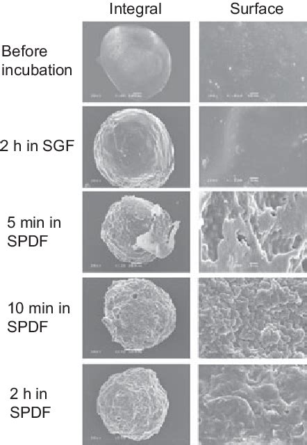 Scanning electron microscopy micrographs of the morphologies of ... 