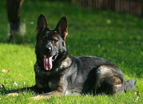 Pin De Miriam Maestre En German Shepherds ️ Pastor Aleman Ovejero