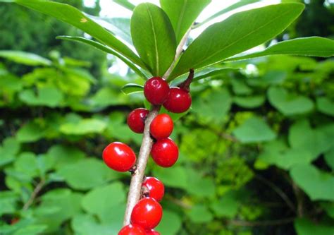 Wawrzynek wilczełyko Daphne mezereum Ogród Botaniczny w Powsinie