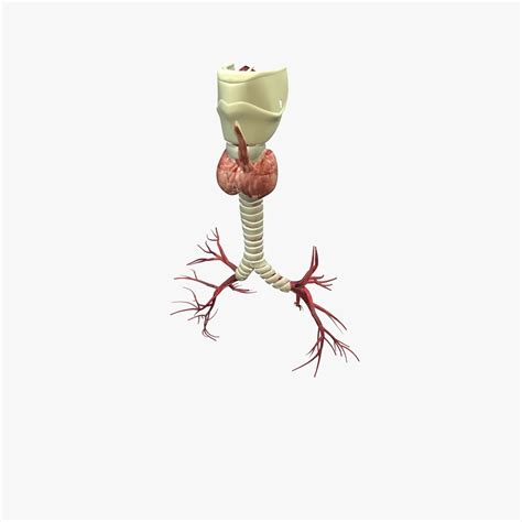 Lungs Anatomy 3D Model $10 - .obj .fbx .c4d .3ds - Free3D