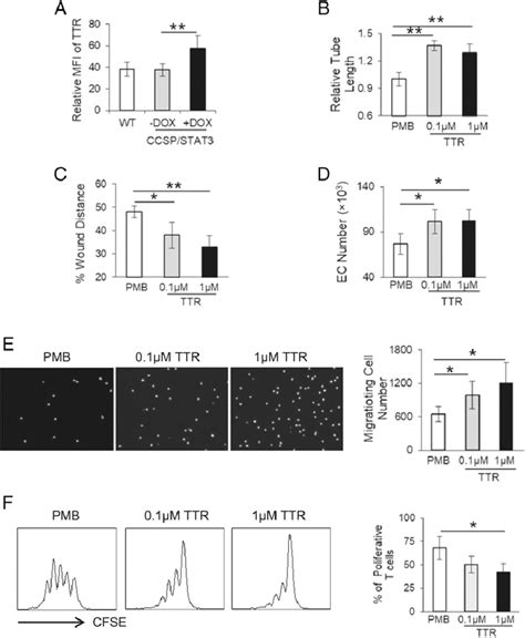 TTR Enhances EC Angiogenic Functions In The Lung A TTR Expression In