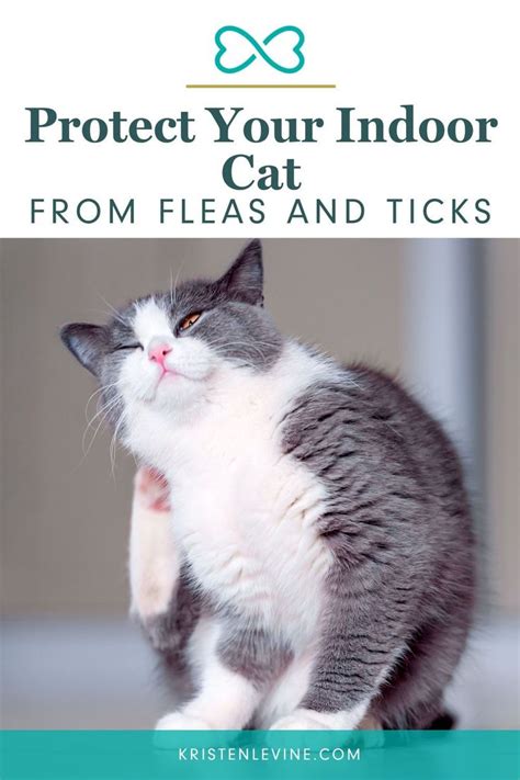 The Best Ways To Get Rid Of Fleas On Your Cat And In Your House Cat Fleas Cat Has Fleas Cat