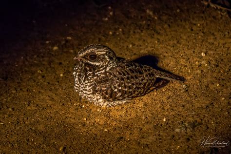 Nightjars Swifts Hummingbirds And Allies Wildlife Vagabond