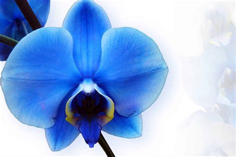 Blue Orchid Flower Meaning & Symbolism (Uniqueness & Hope)