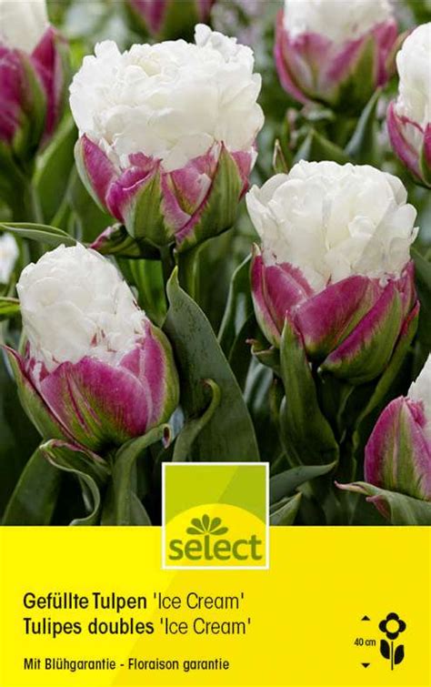 Gef Llte Tulpen Ice Cream Tulipa Wyss Shop