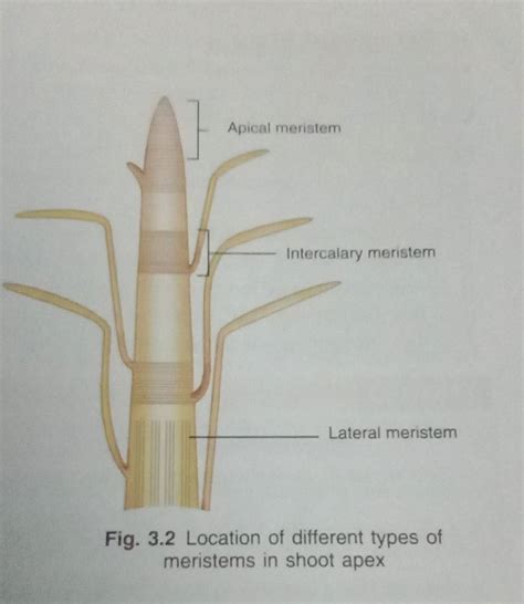 Fig. 3.2 Location of different types of meristems in shoot apex | Filo