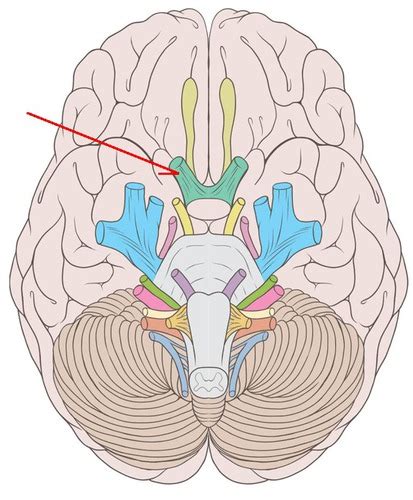 Labeling Cranial Nerves Flashcards Quizlet