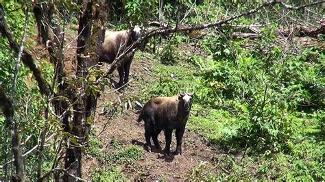 Sakteng Wildlife Sanctuary - Tour Bhutan