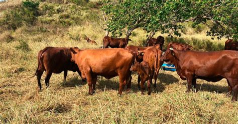 Criação de gado bovino no Brasil tem tradição na região Nordeste