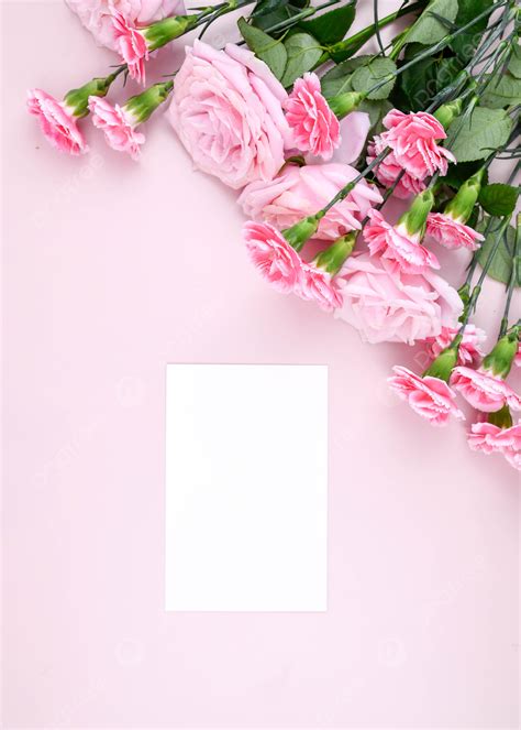 Carnation Pink Background Mothers Day Rose And Picture For Free