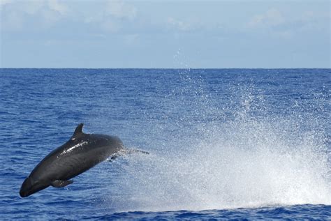 Estimating The Number Of Endangered False Killer Whales In The Main