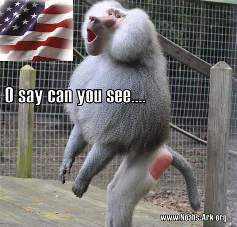 Alvin, hamadryas baboon www.Noahs-Ark.org #Animal #Humor #Funny #LOL # ...