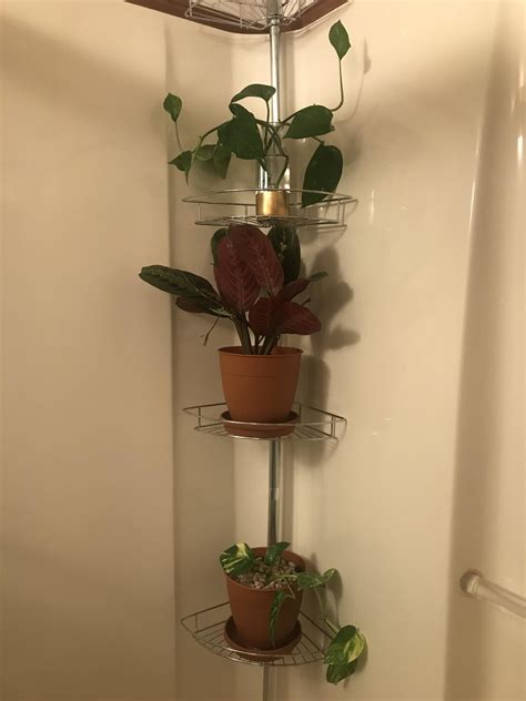 My shower plants! A prayer plant and golden pothos. Rooting the pothos