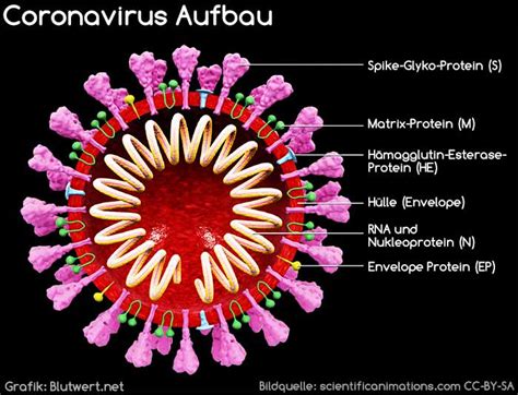 Viren Virus Aufbau Arten Erkrankungen Schutz