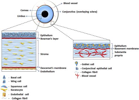 Frontiers Specific Decellularized Extracellular Matrix Promotes The