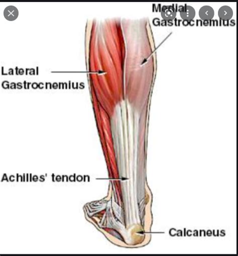 A P Lab Exam Muscles Diagram Quizlet