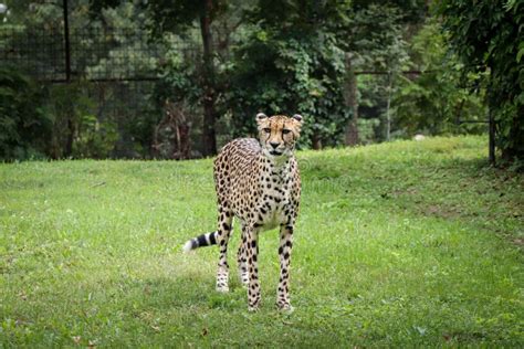 Female Panthera Pardus Stands Proudly In Its Territory And Looks At