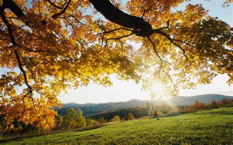 Wallpaper Sun Rays Branches Tree Leaves Yellow Autumn Light