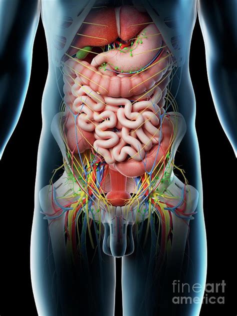 Human Male Anatomy And Internal Organs Model Human Internal Organs