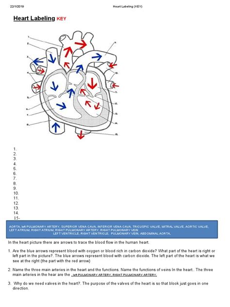 Heart Anatomy Pdf