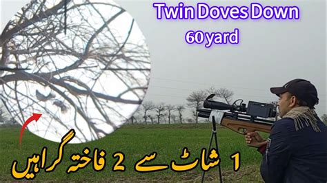 Twin Doves Down Hunting With Airgun Dove Hunting Russian Doves