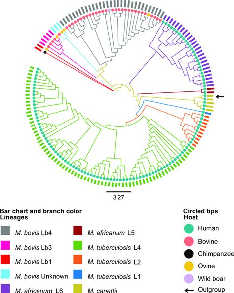 Maximum Likelihood Phylogenetic Tree Based On Core Snps Single