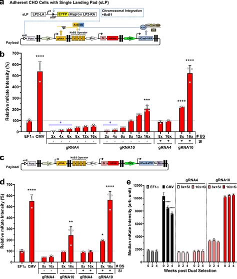 Genomic Integration And Long Term Precision Gene Expression In CHO