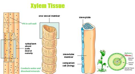 Functions of the Xylem and Phloem - CBSE Class Notes Online - Classnotes123