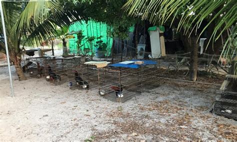 Rinha de galo é desativada no povoado Jatobá na Barra dos Coqueiros O