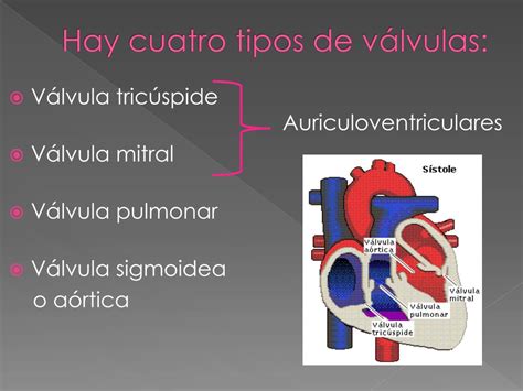 Ppt VÁlvulas Del CorazÓn Powerpoint Presentation Free Download Id