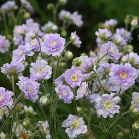 Geranium Vivace Pratense Summer Skies Des Fleurs Doubles Bleu