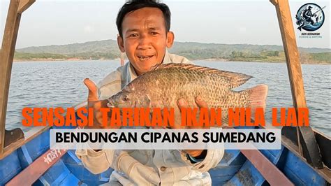 Sensasi Tarikan Ikan Nila Liar Bendungancipanas Youtube