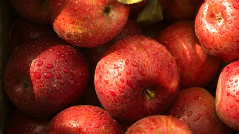 The Most Popular Types Of Apples Explained