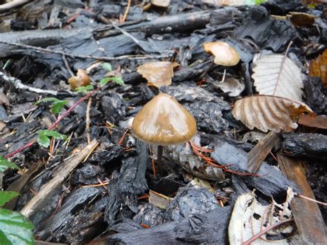 Psilocybe Pelliculosa? - Mushroom Hunting and Identification - Shroomery Message Board