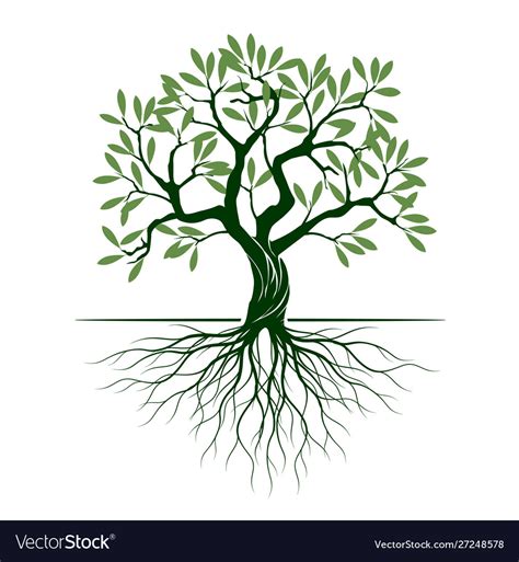 Green Olive Tree On White Background Royalty Free Vector