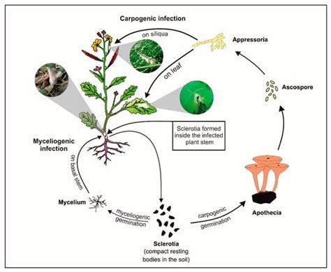 Pathogens Special Issue Soil Borne Plant Pathogenic Fungi