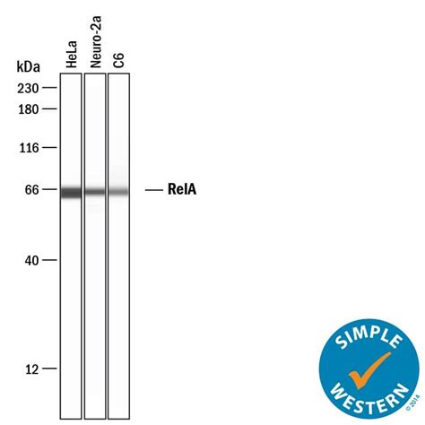 Human Mouse Rat Rela Nf Kappa B P Antibody Af R D Systems