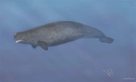 First-Ever Beluga-Narwhal Hybrid Found in the Arctic | Live Science