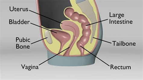 Female Sagittal Pelvic Anatomy Youtube