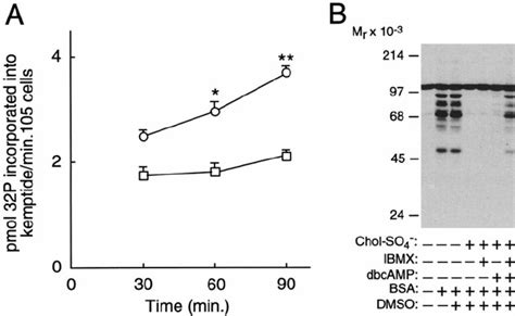 Role Of Camp And Protein Kinase A In Mediating The Bsa Induced Changes