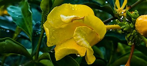 Allamanda schottii硬枝黃蟬bush allamanda 1 Allamanda schotti Flickr