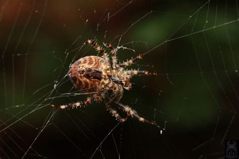 Araneidae Cz Araneus Diadematus