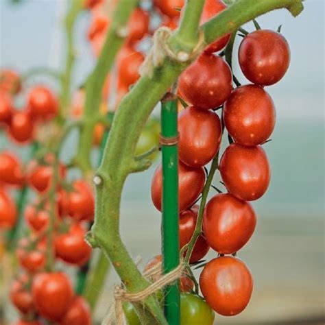 Томаты Каскад Описание Сорта Фото – Telegraph