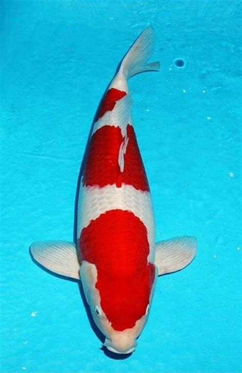 Kohaku Koi Fish Koi Japanese Koi