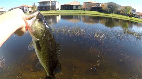 Bass Fishing Local Ponds For Pre Spawn Bass Youtube