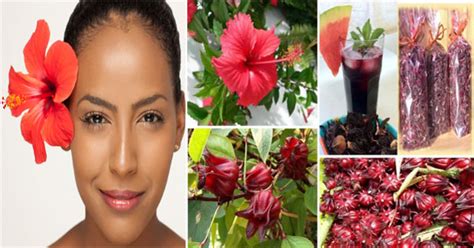 Amazing Benefits Of Hibiscus For Hair