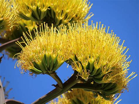 Agave americana (Century Plant) - World of Flowering Plants