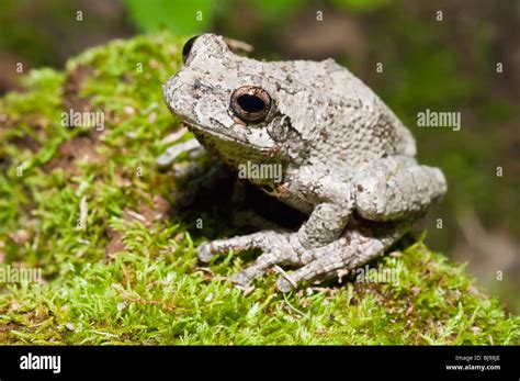 Eastern Gray Tree Frog Hyla Versicolor Female Usa Stock Photo Alamy